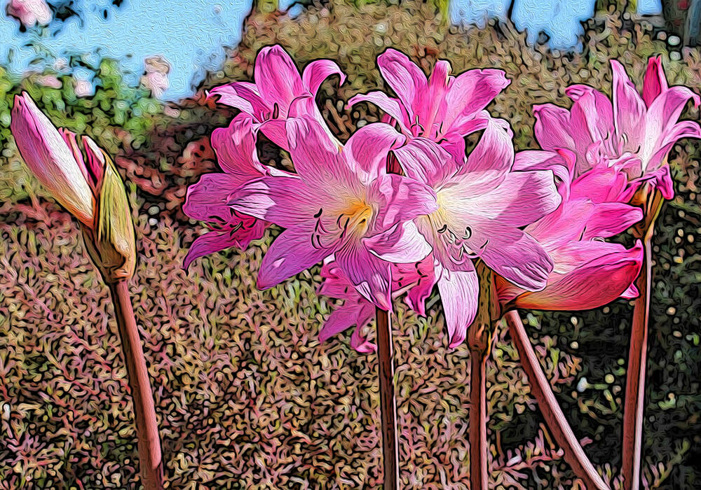 ホンアマリリスの植物図鑑と育て方