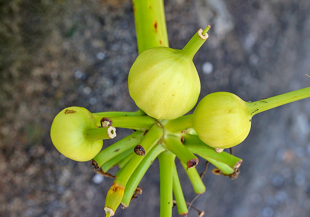 ハマユウの果実