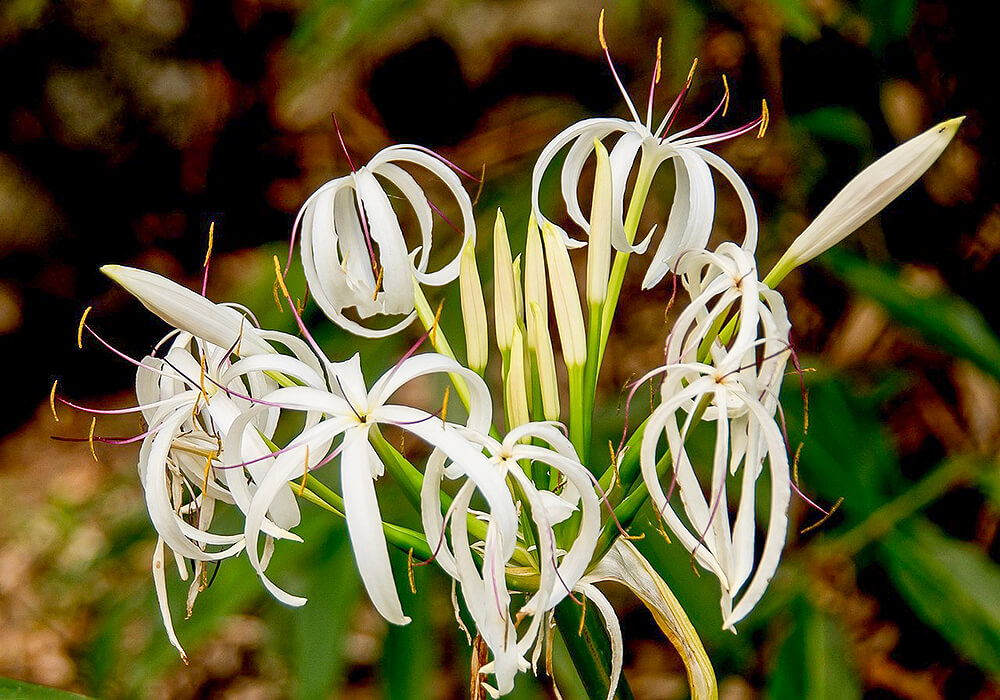 ハマユウの開花