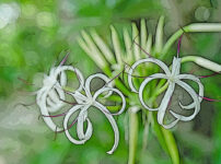 ハマユウの植物図鑑と育て方