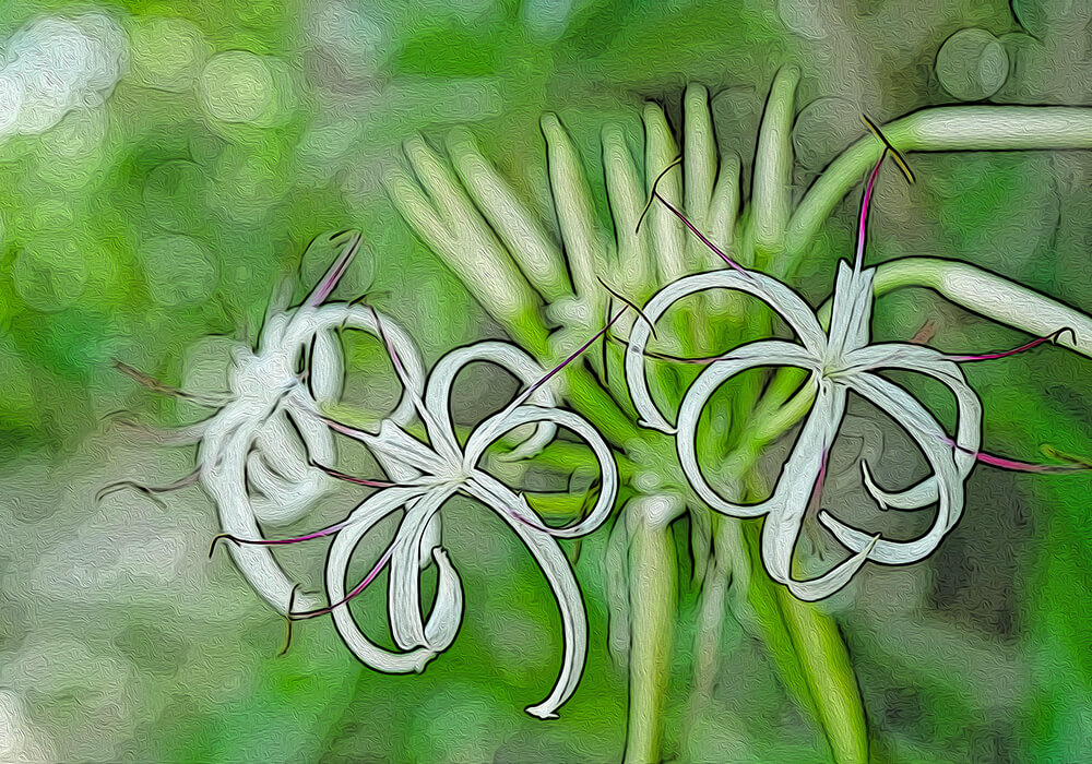 ハマユウの植物図鑑と育て方