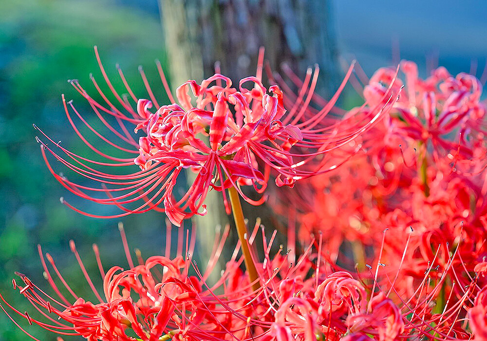 ヒガンバナの群生