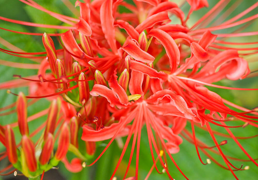 ヒガンバナの花の拡大