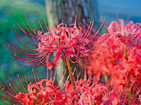 ヒガンバナの植物図鑑と育て方