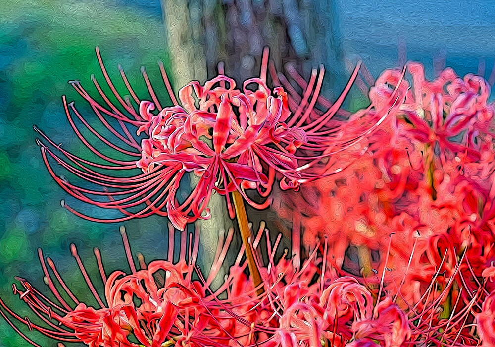 ヒガンバナの植物図鑑と育て方