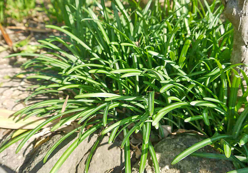 ヒガンバナの葉