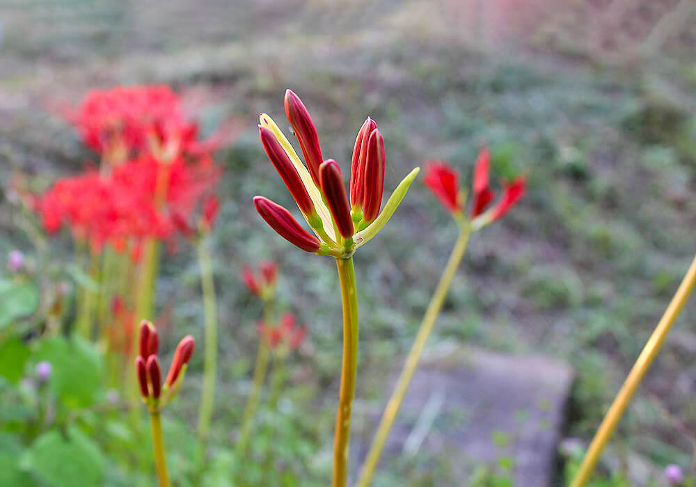 ヒガンバナの蕾