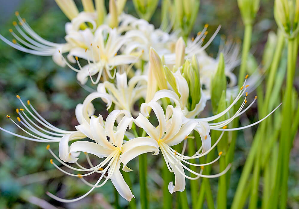 シロバナマンジュシャゲの花