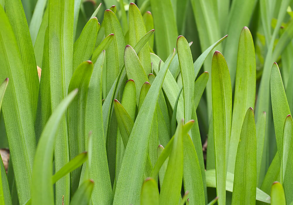 キツネノカミソリの葉