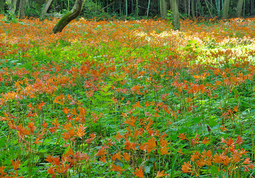 キツネノカミソリの群生