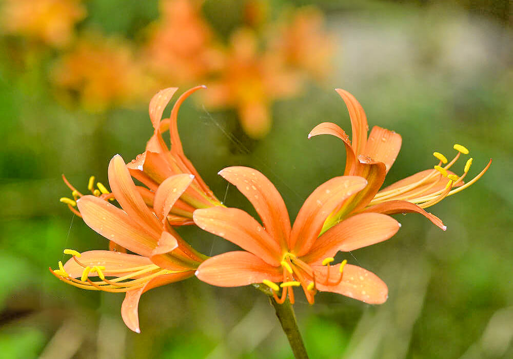 キツネノカミソリの花