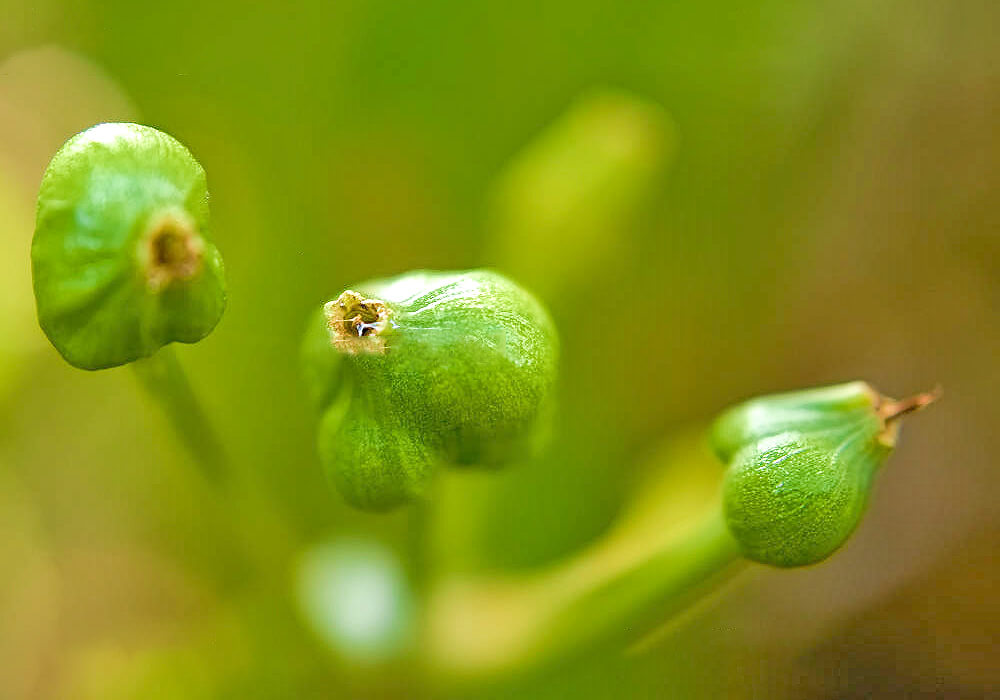キツネノカミソリの果実