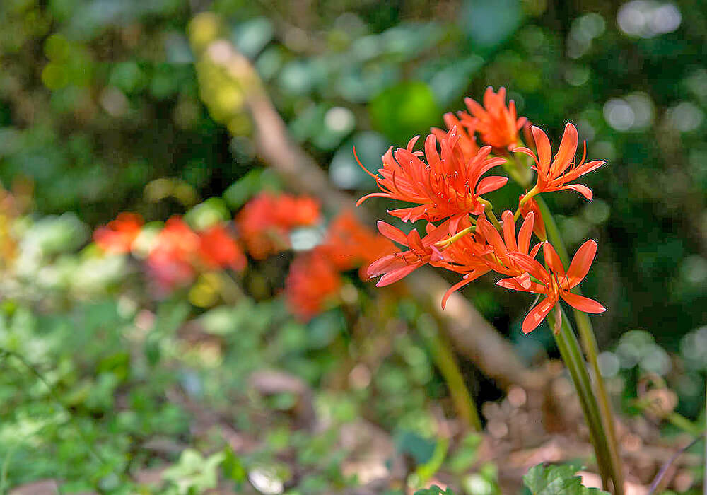 キツネノカミソリの開花