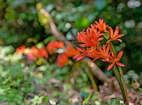 キツネノカミソリの植物図鑑と育て方