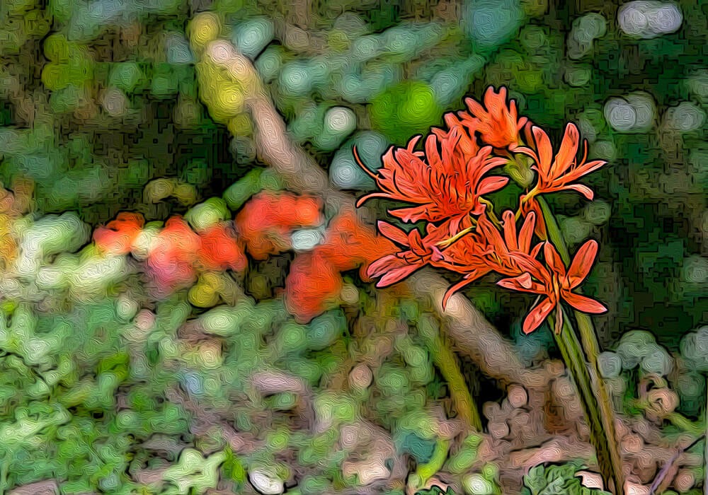 キツネノカミソリの植物図鑑と育て方