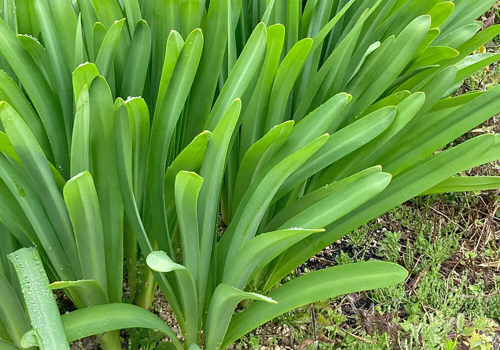 ナツズイセンの葉