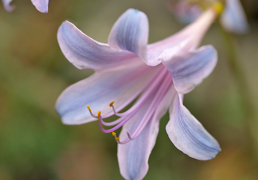 ナツズイセンの花の拡大