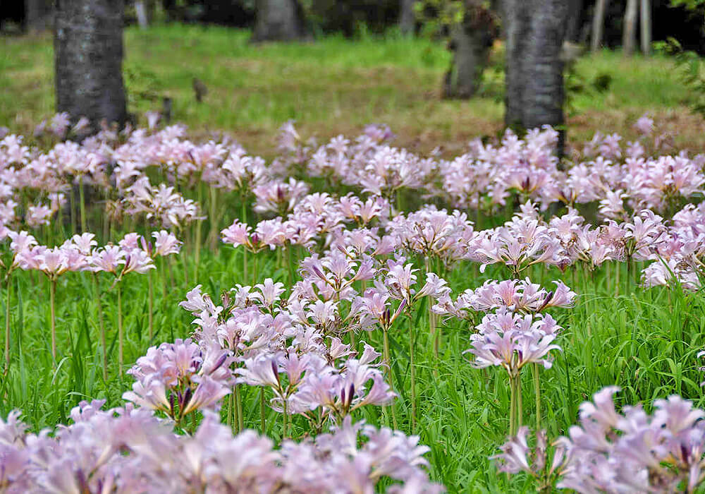 ナツズイセンの群生