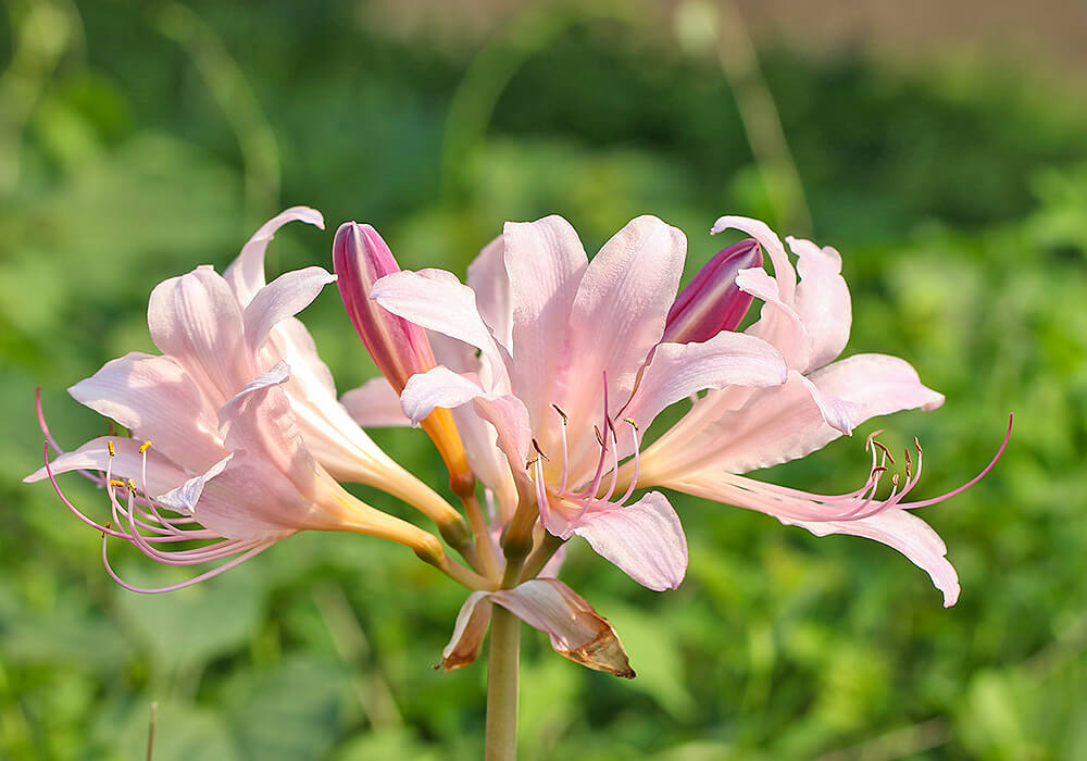 ナツズイセンの花と蕾
