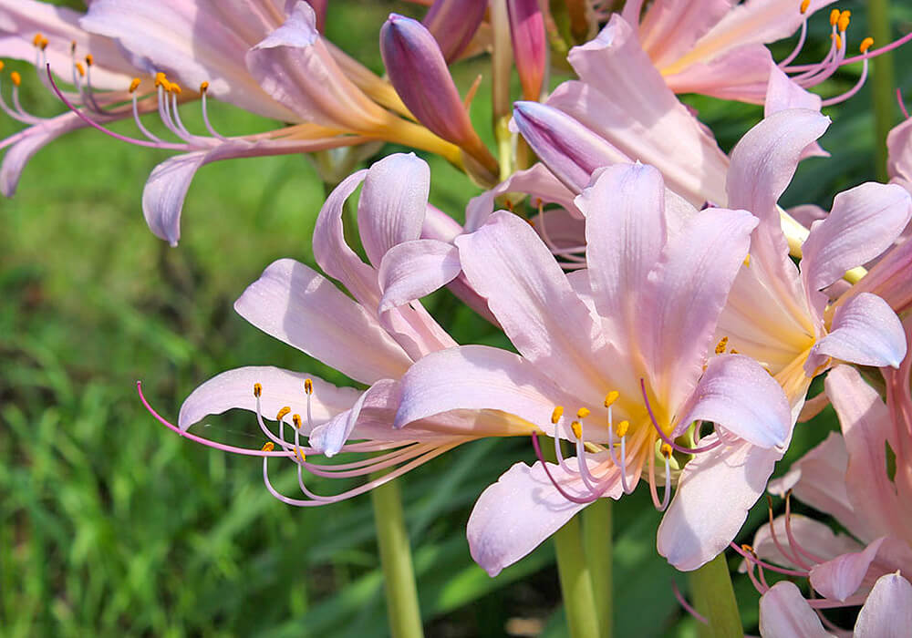 ナツズイセンの開花