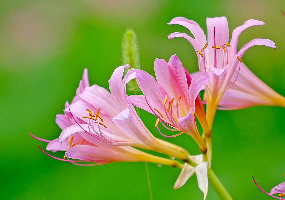 ナツズイセンの花