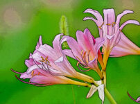 ナツズイセンの植物図鑑と育て方