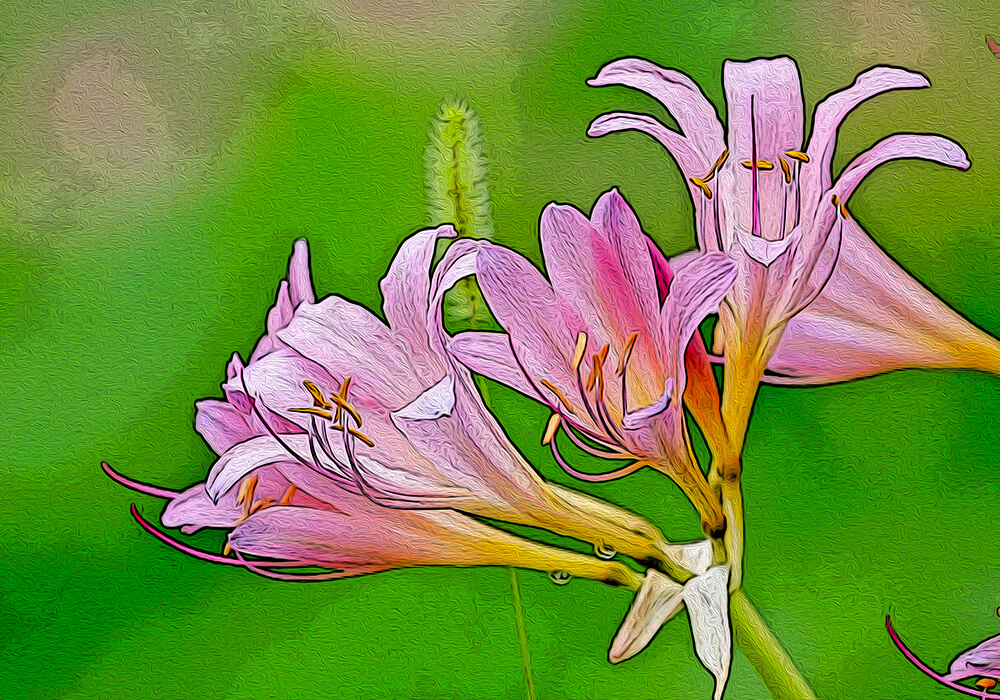 ナツズイセンの植物図鑑と育て方