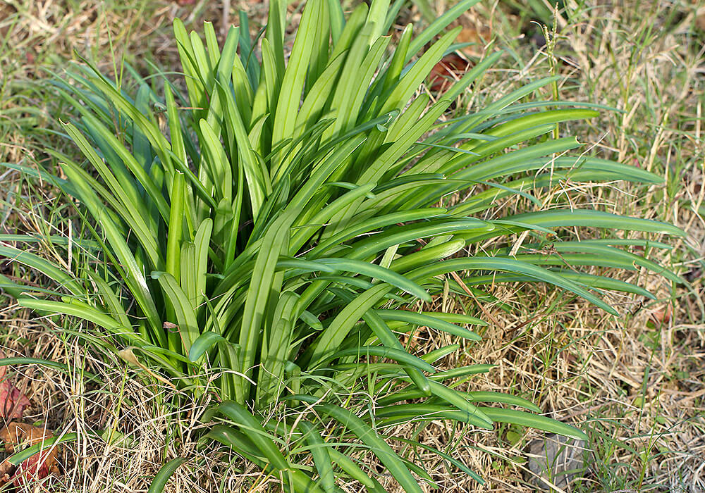 ショウキズイセンの葉
