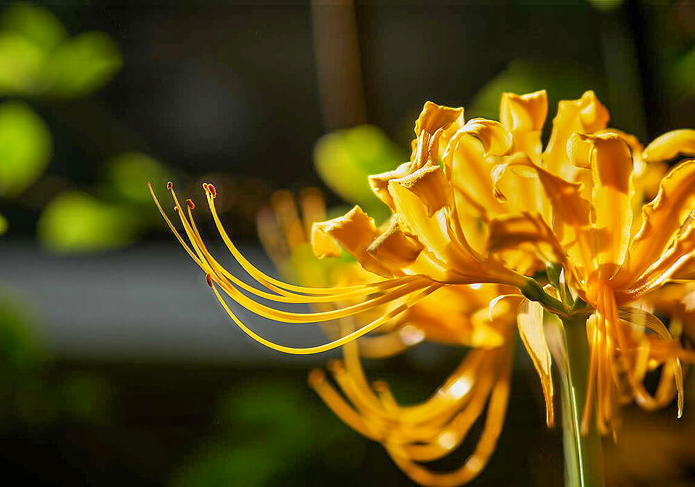 ショウキズイセンの花