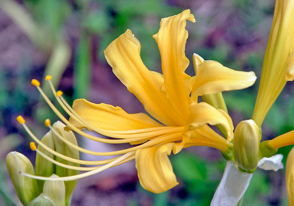 ショウキズイセンの開花
