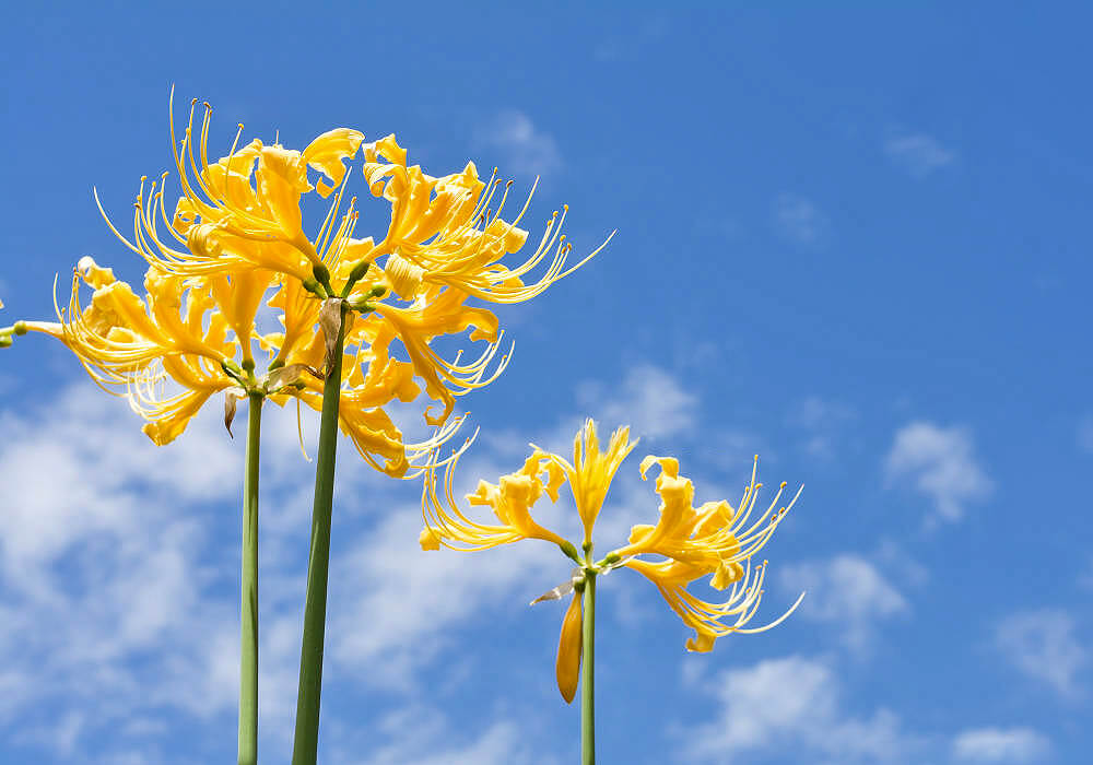 ショウキズイセンの花と空