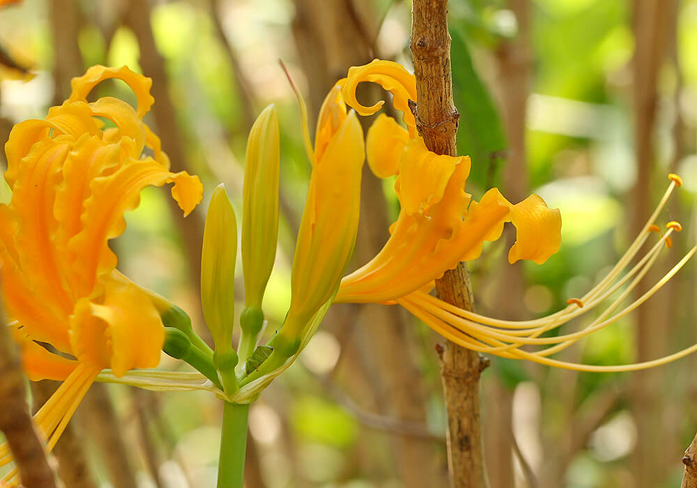 ショウキズイセンの蕾