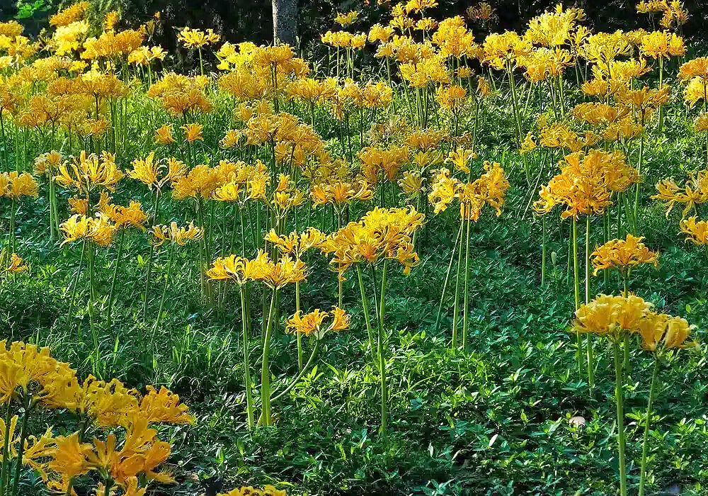 ショウキズイセンの群生