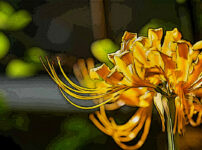 ショウキズイセンの植物図鑑と育て方