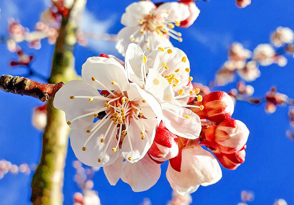 アンズの花の拡大
