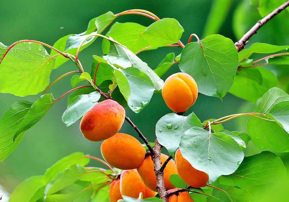 アンズの果実と葉
