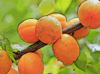 アンズの植物図鑑と育て方