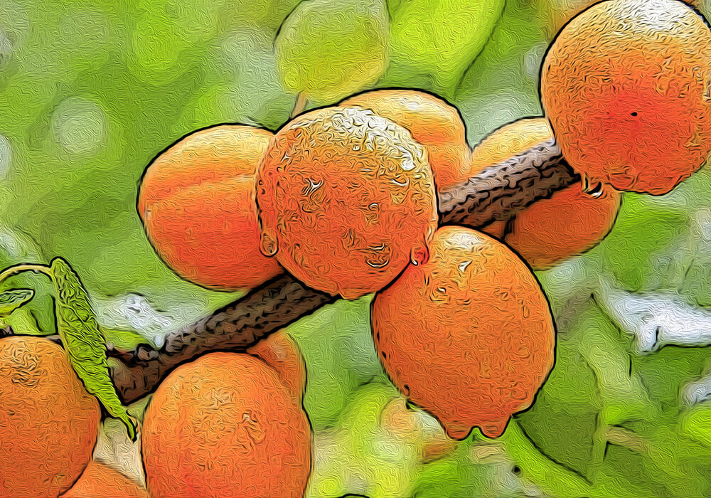 アンズの植物図鑑と育て方