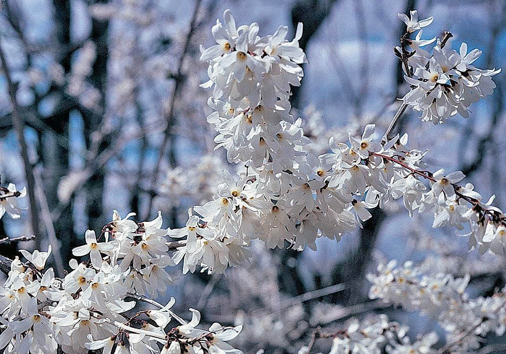 ウチワノキの満開の花