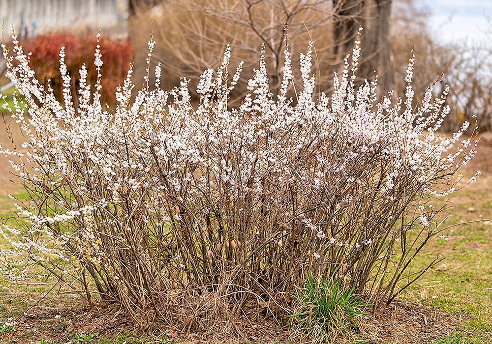 ウチワノキの開花