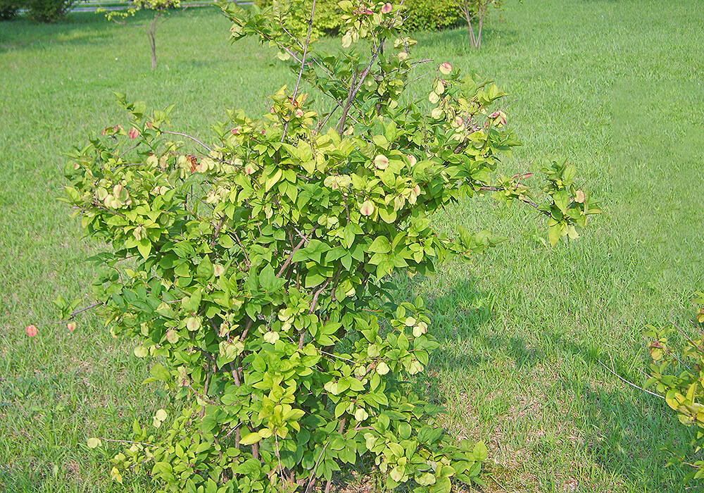 ウチワノキの木