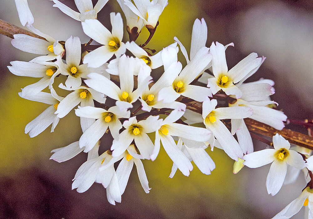 ウチワノキの花の拡大