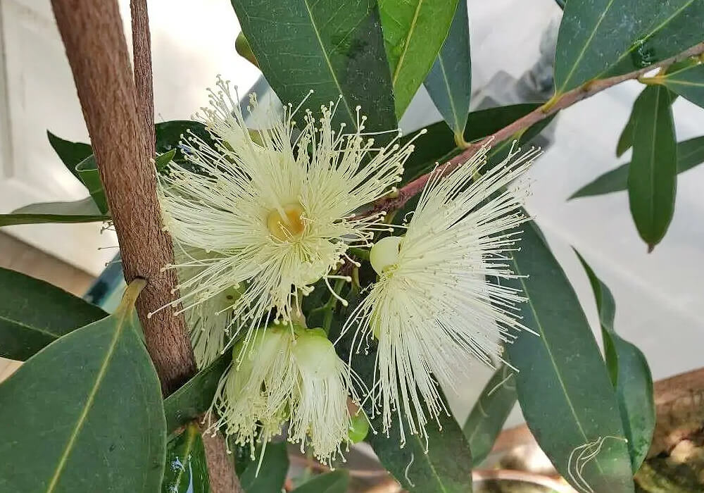 フトモモの開花