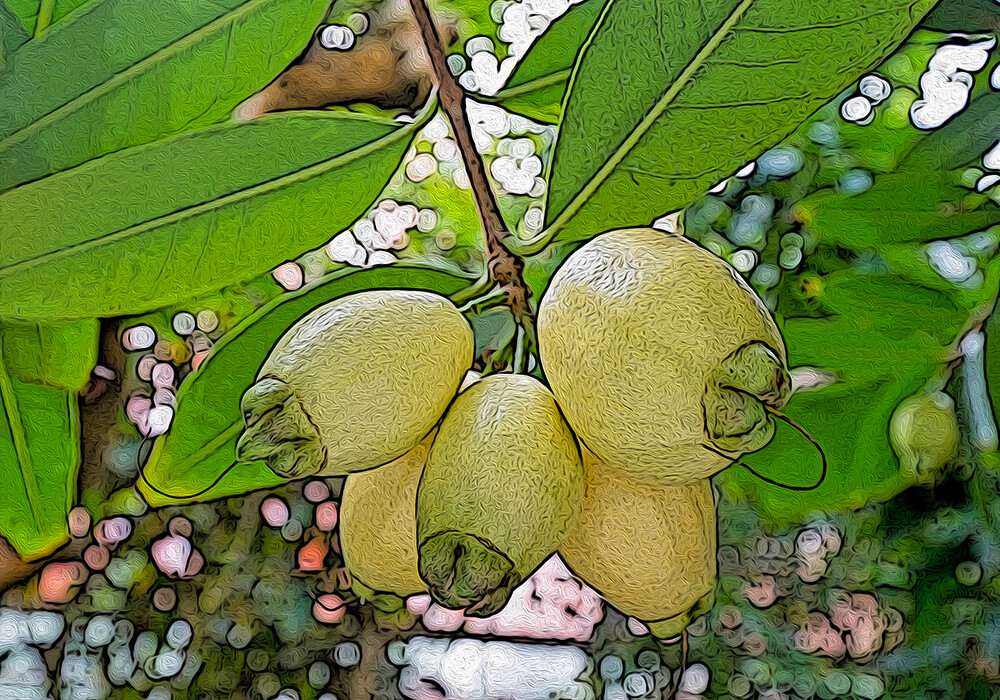 フトモモの植物図鑑と育て方