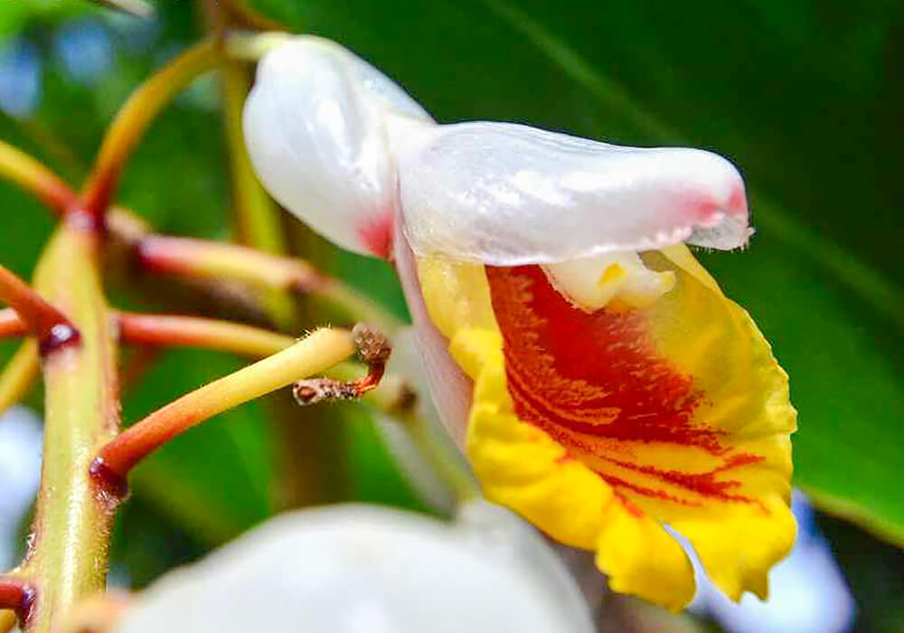 ゲットウの花の拡大
