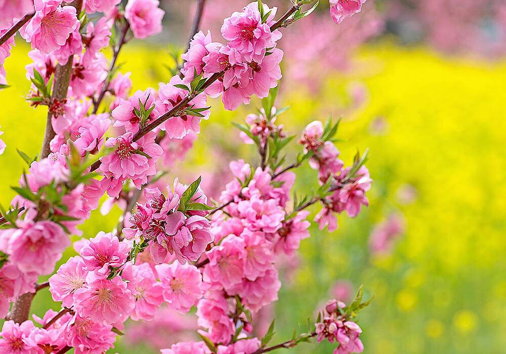 ハナモモのピンクの花