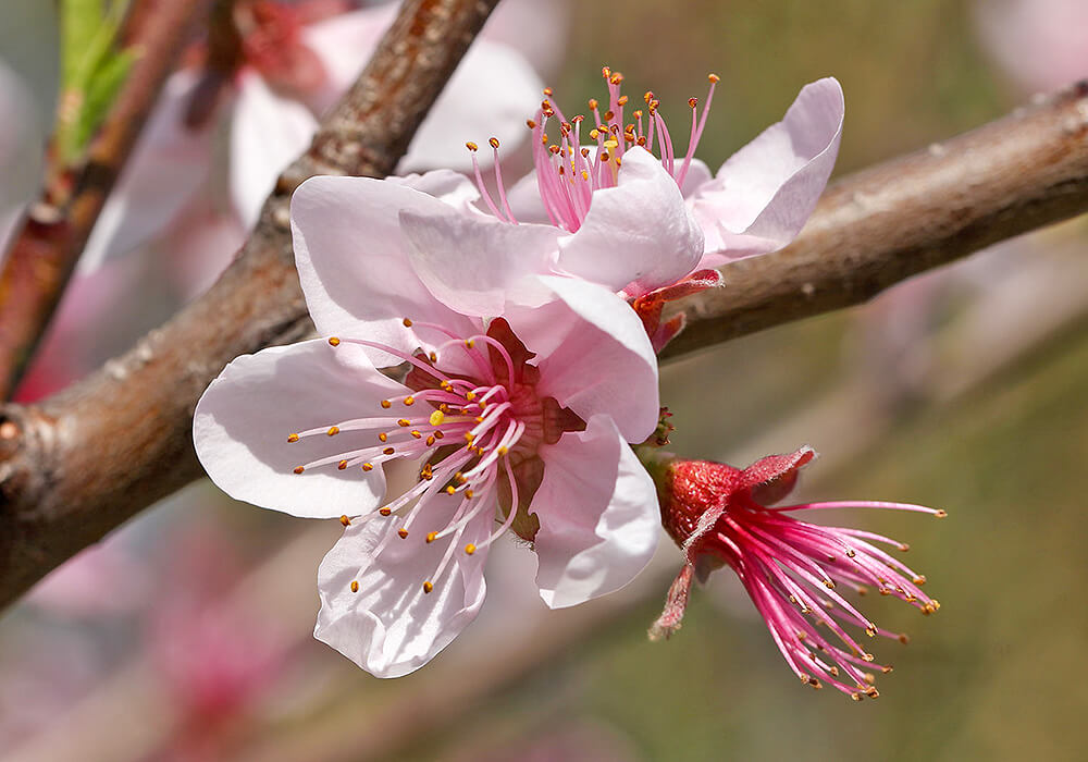 モモの花