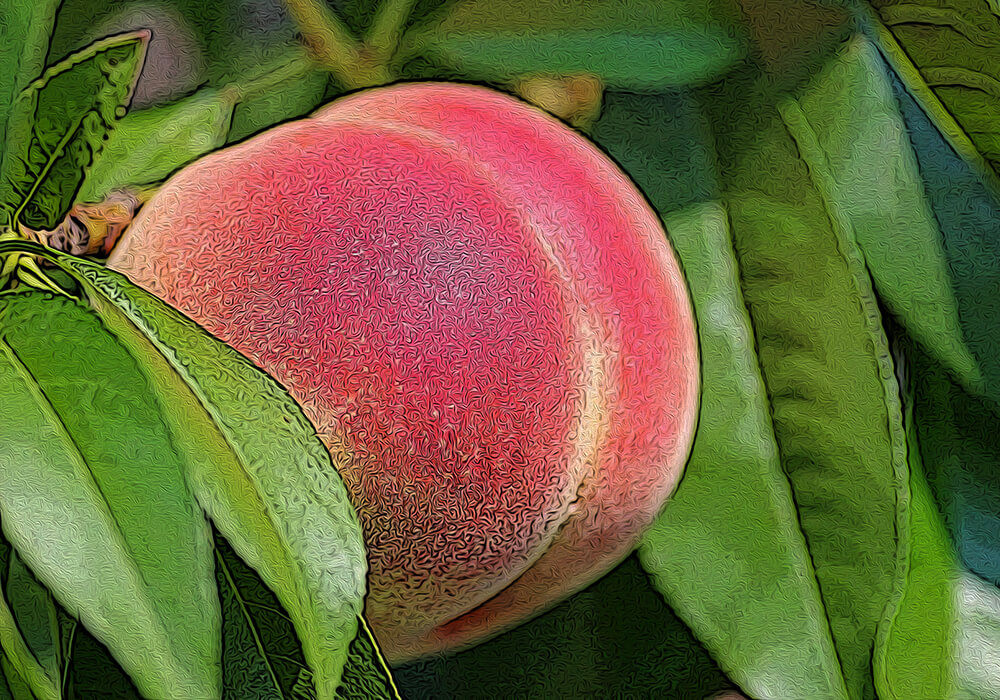 モモの植物図鑑と育て方