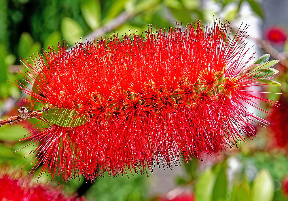 ブラシノキの花