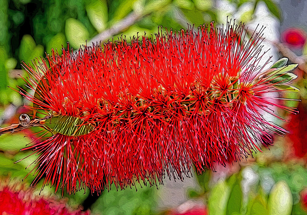 ブラシノキの植物図鑑と育て方